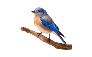 Bluebird Cake Design